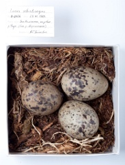 eggs_museum_Larus_schistisagus201009231434