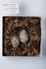 eggs_museum_Pagophila_eburnea201009231600