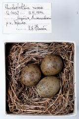 eggs_museum_Rhodostethia_rosea201009231541