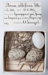 eggs_museum_Sterna_albifrons201009231733