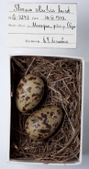 eggs_museum_Sterna_aleutica201009231709