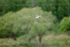 Sterna_hirundo_2024_0528_0751