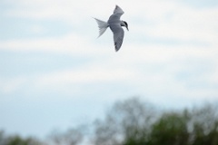 Sterna_hirundo_2024_0610_1731