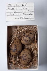 eggs_museum_Sterna_hirundo201009231725