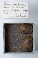 eggs_museum_Sterna_paradisaea201009231704