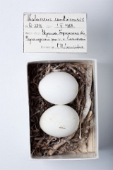 eggs_museum_Thalasseus_sandvicensis201009231642