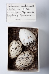 eggs_museum_Thalasseus_sandvicensis201009231644