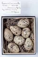 eggs_museum_Recurvirostra_avosetta201009211239