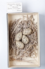 eggs_museum_Recurvirostra_avosetta201009211244