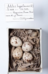 eggs_museum_Actitis_hypoleucos201009211524
