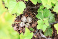 nest14112_eggs_nature_Actitis_hypoleucos_2014_0627_1151-3