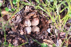nest1487_eggs_nature_Actitis_hypoleucos_2014_0529_1239