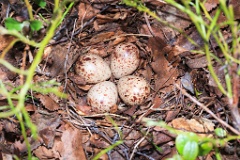 nest1487_eggs_nature_Actitis_hypoleucos_2014_0529_1240