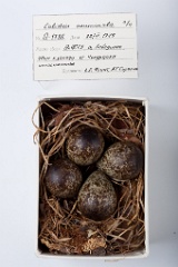 eggs_museum_Calidris_acuminata201009221250
