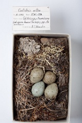 eggs_museum_Calidris_alba201009221513