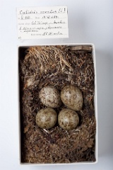 eggs_museum_Calidris_canutus201009221329