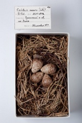 eggs_museum_Calidris_mauri201009221527
