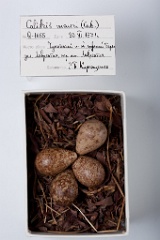 eggs_museum_Calidris_mauri201009221530