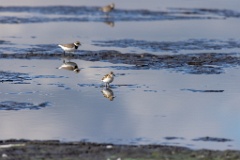 Calidris_minuta_2022_0927_1303