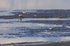 Calidris_minuta_2022_0927_1308