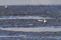 Calidris_minuta_2022_0927_1309