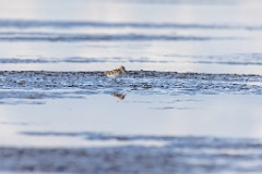 Calidris_minuta_2022_0927_1506-2
