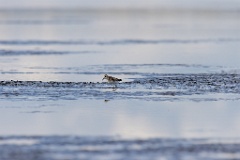 Calidris_minuta_2022_0927_1506