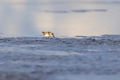 Calidris_minuta_2022_0927_1523-4