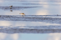 Calidris_minuta_2022_0927_1523