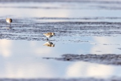 Calidris_minuta_2022_0927_1524