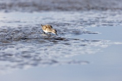 Calidris_minuta_2022_0927_1529-11
