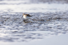 Calidris_minuta_2022_0927_1529-12