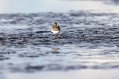 Calidris_minuta_2022_0927_1529-14