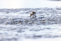 Calidris_minuta_2022_0927_1529-15