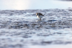 Calidris_minuta_2022_0927_1529-16