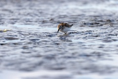 Calidris_minuta_2022_0927_1529-17