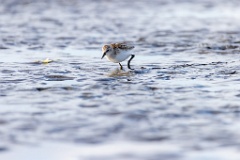 Calidris_minuta_2022_0927_1529-18