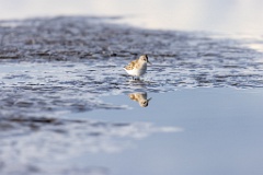 Calidris_minuta_2022_0927_1529