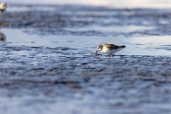 Calidris_minuta_2022_0927_1543-5