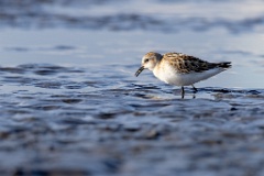 Calidris_minuta_2022_0927_1543-6