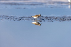 Calidris_minuta_2022_0927_1543