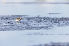 Calidris_minuta_2022_0927_1549