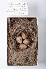 eggs_museum_Calidris_ruficollis201009211625