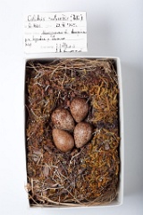 eggs_museum_Calidris_ruficollis201009211627