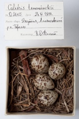 eggs_museum_Calidris_temminckii201009211654