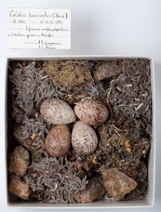 eggs_museum_Calidris_tenuirostris201009221314