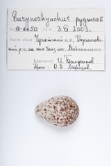 eggs_apart_Eurynorhynchus_pygmeus201009211558