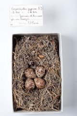 eggs_museum_Eurynorhynchus_pygmeus201009211600