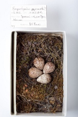 eggs_museum_Eurynorhynchus_pygmeus201009211602