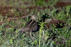 Gallinago_media_2022_0518_2109